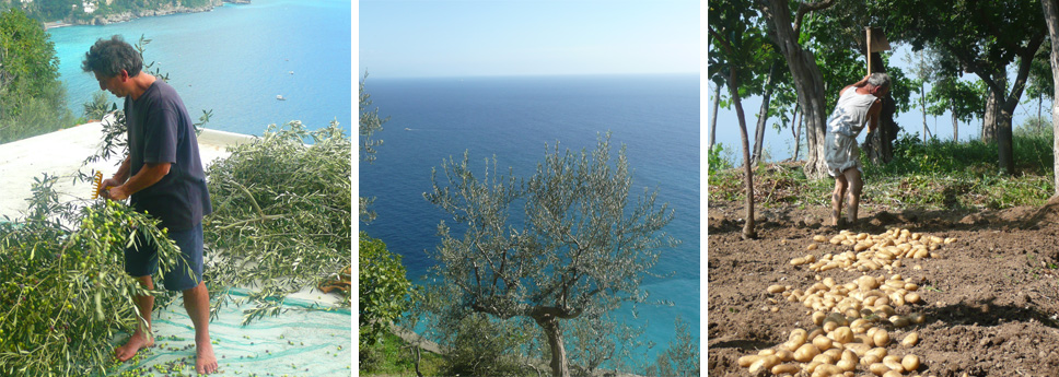 lavorazione delle olive e coltivazione patate a positano